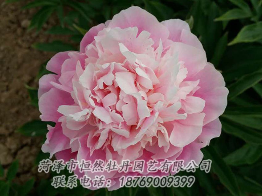 點(diǎn)擊查看詳細(xì)信息<br>標(biāo)題：粉色芍藥 閱讀次數(shù)：1431
